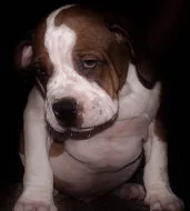 AMERICAN BULLY